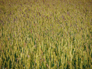 a field of tall grass