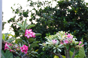 Light Pink Adenium Flowers