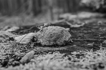 Macro  - Forest - Europe, Romania, Suceava region