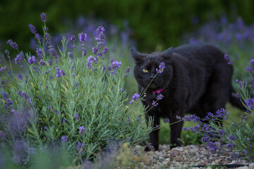 black domestic cat sniffs lavender flowers in a field of flowers in the evening in summer at sunset