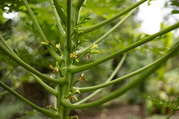 Papaya Flower On Tree