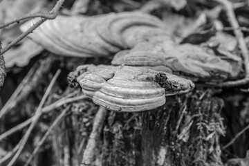  Macro  - Forest - Europe, Romania, Suceava region