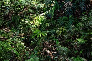 Tropical jungles of Southeast Asia