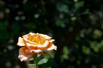 Blooming Orange Rose