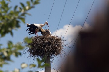 stork in nest