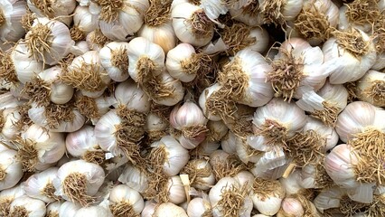 Fresh Garlic stacked in the field