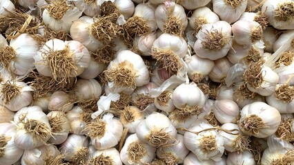 Fresh Garlic stacked in the field