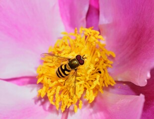 Schwebfliege (Syrphidae) auf einer Blume