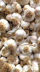 Fresh Garlic stacked in the field