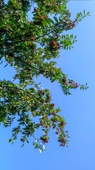 Prunus laurocerasus or Otto Luyken (kara yemis) fruits collected from nature