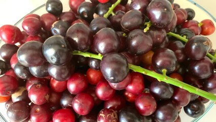 Prunus laurocerasus or Otto Luyken (kara yemis) fruits collected from nature