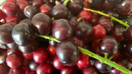 Prunus laurocerasus or Otto Luyken (kara yemis) fruits collected from nature