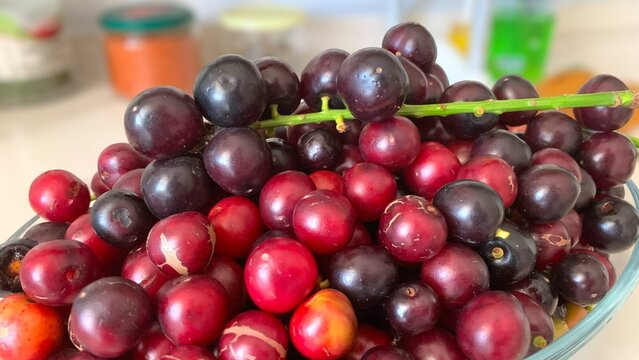 Prunus laurocerasus or Otto Luyken (kara yemis) fruits collected from nature