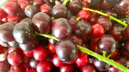 Prunus laurocerasus or Otto Luyken (kara yemis) fruits collected from nature
