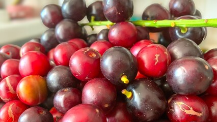 Prunus laurocerasus or Otto Luyken (kara yemis) fruits collected from nature