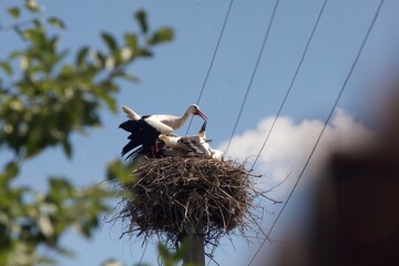 stork in the nest