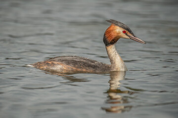 Great crested grebe close up on a lake