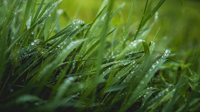 Close-up of fresh green grass with morning dew drops
