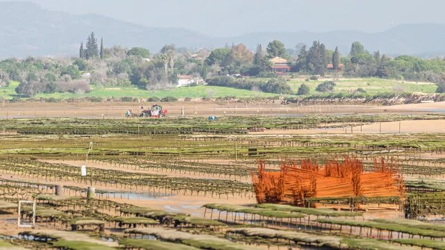 Tractor gathering seaweed from the algae farm near beach timelapse during low tide. Lawn with trees and hills on a background. Lagos, Portugal