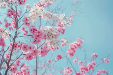 Fototapeta premium A branch of a tree covered in pink and white flowers against a clear blue sky