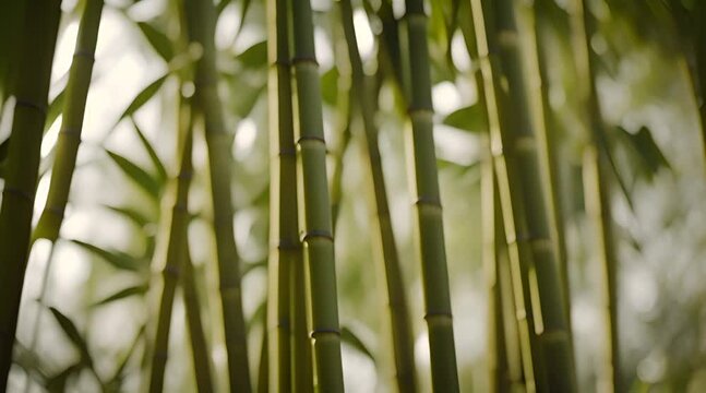 bamboo forest background