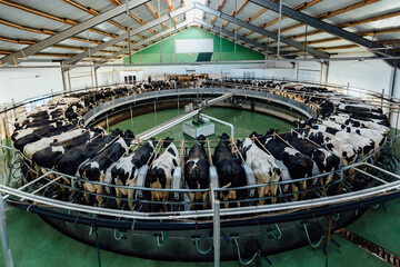 Milking cows by automatic industrial milking rotary system in modern diary farm