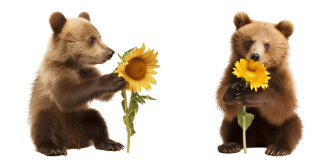 Brown bears with sunflower. Isolated on a transparent background.