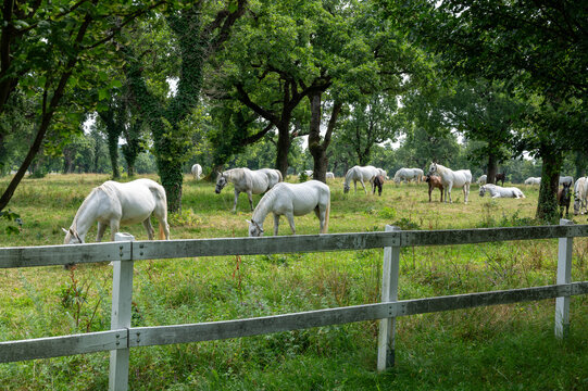 White horses on a meadow with many trees.