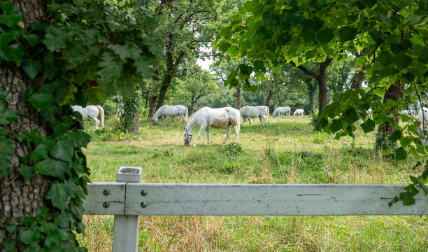 White horses on a meadow with many trees.