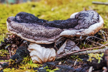 Macro  - Forest - Europe, Romania, Suceava region