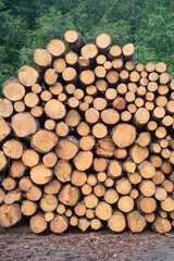 Mont&oacute;n de troncos apilados en zona rural