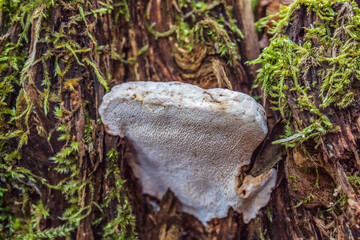Macro  - Forest - Europe, Romania, Suceava region