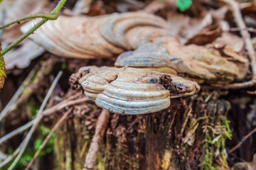 Macro  - Forest - Europe, Romania, Suceava region