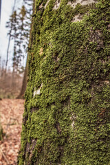 Macro  - Forest - Europe, Romania, Suceava region