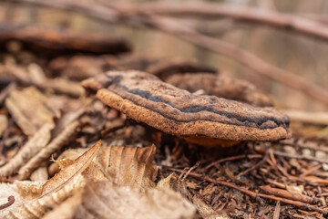 Macro  - Forest - Europe, Romania, Suceava region