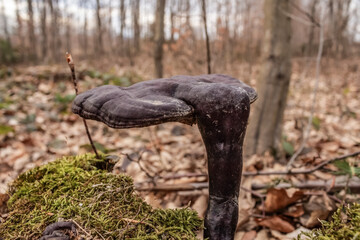 Macro  - Forest - Europe, Romania, Suceava region