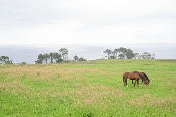 Caballos pastando en pradera junto al mar