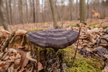 Macro  - Forest - Europe, Romania, Suceava region