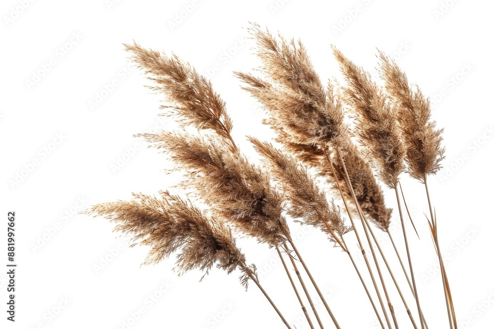Poster a bundle of tall brown grass on a clean white surface, ideal for use in still life or nature photogr