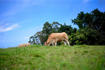 Vacas marrones pastando en dehesa