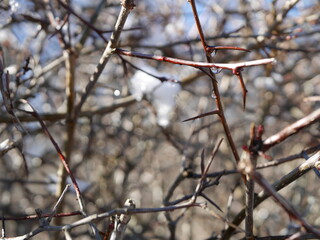 Bush bransches