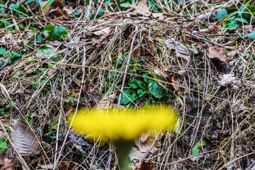 Macro  - Forest - Europe, Romania, Suceava region