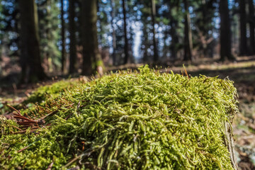 Macro  - Forest - Europe, Romania, Suceava region