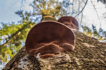 Macro  - Forest - Europe, Romania, Suceava region