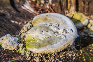 Macro  - Forest - Europe, Romania, Suceava region