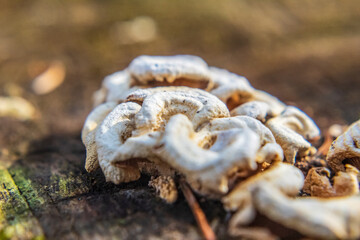 Macro  - Forest - Europe, Romania, Suceava region