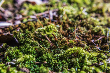 Macro  - Forest - Europe, Romania, Suceava region