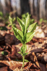 Macro  - Forest - Europe, Romania, Suceava region