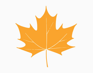 Variety of maple leaf isolated on white background

