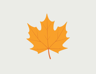 Variety of maple leaf isolated on white background

